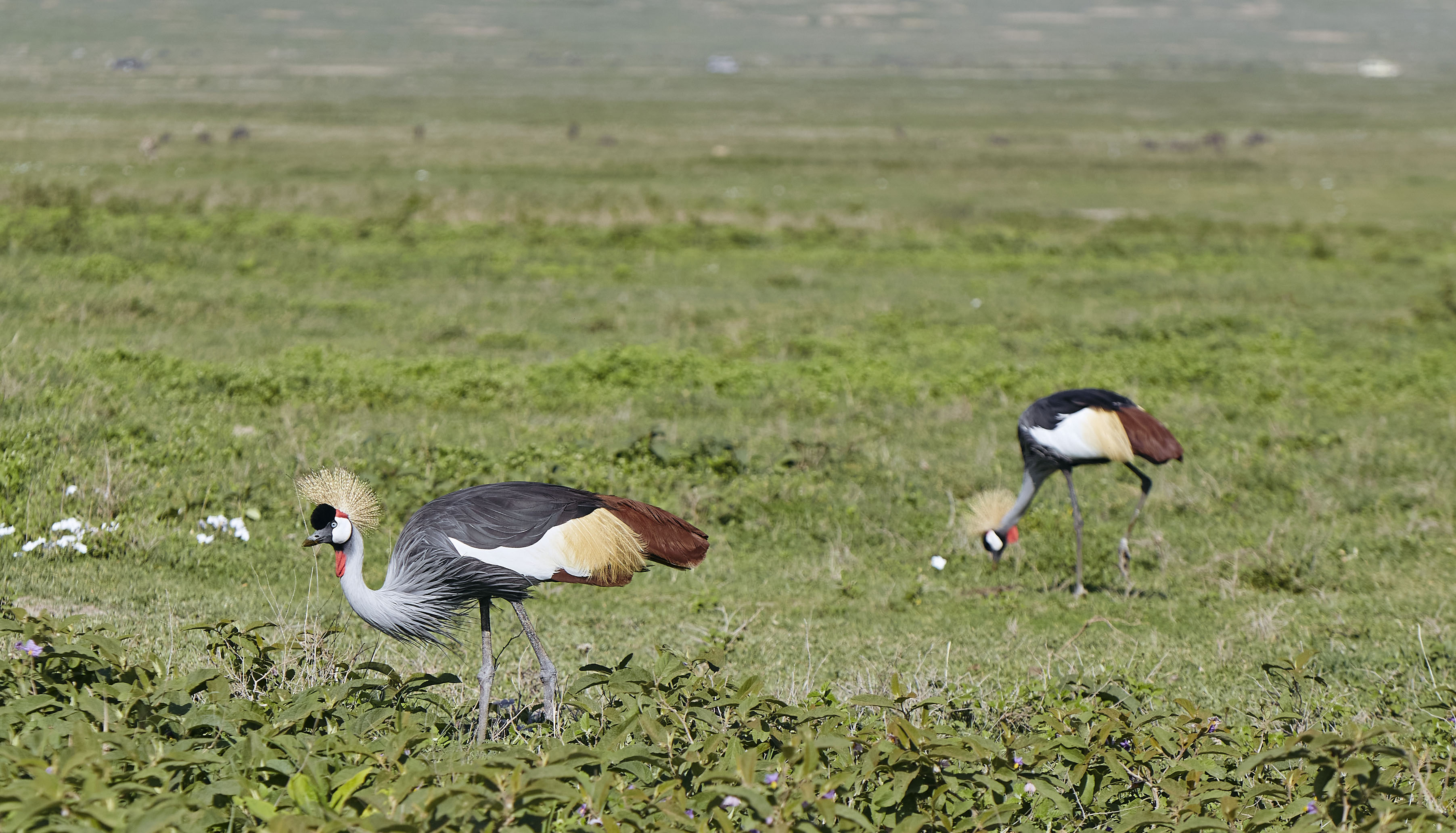 Lush green landscapes and migratory birds during short rains luxury safari